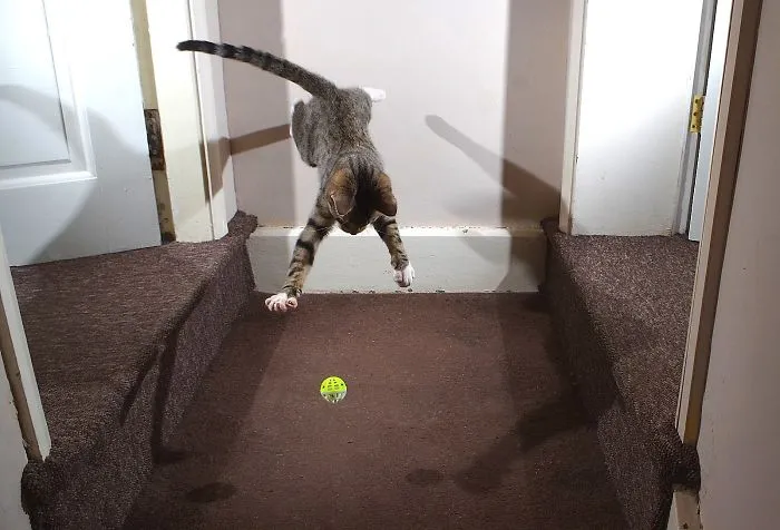 Matrix Kitty