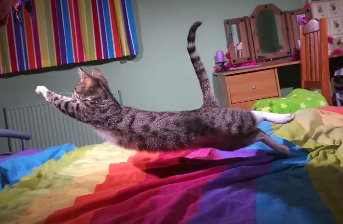 Hover Kitty