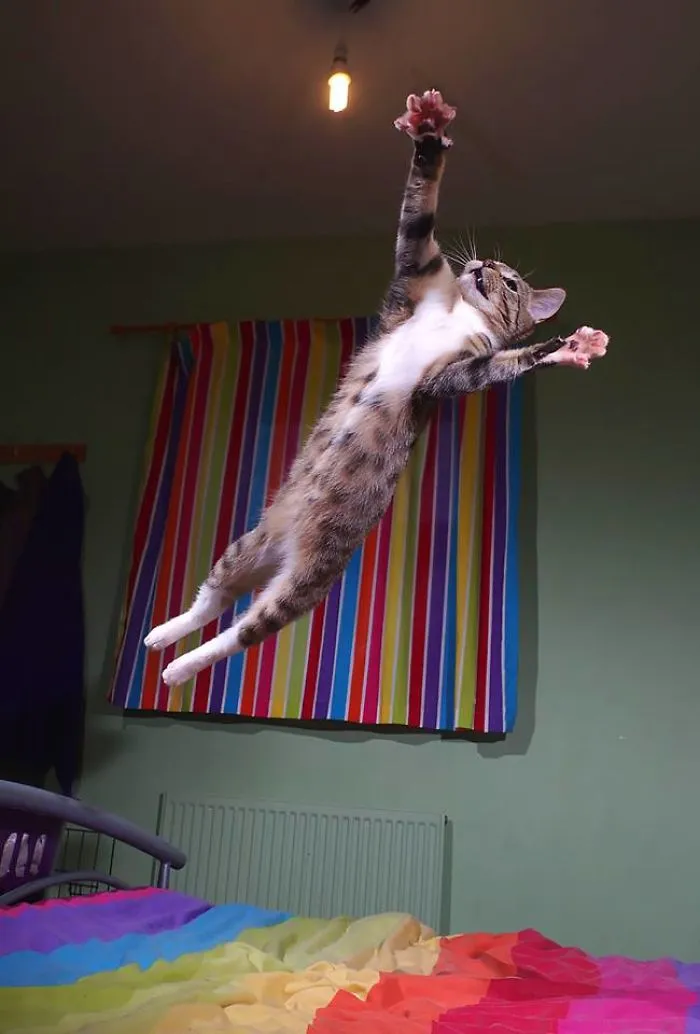 High Flying Kitty