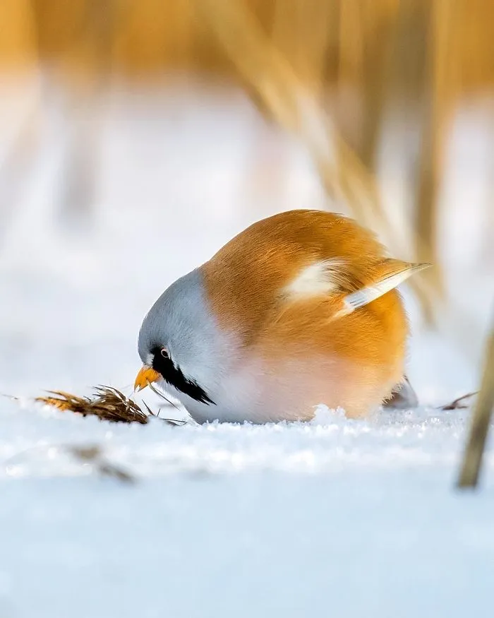 Finnish Photographer Shoots Real Life Angry Birds, And We Can't Finish Looking At Them