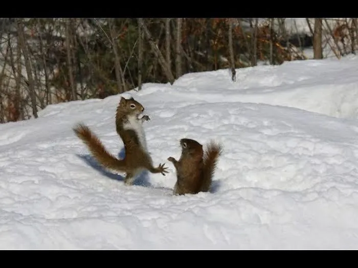 Two Funny Squirrels Running Around Each Other Through All The Trees In The Park