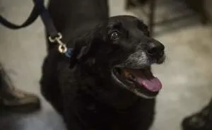 Family Gets A Shock Of A Lifetime When Their Dog Returns After Disappearing 10 Years Ago