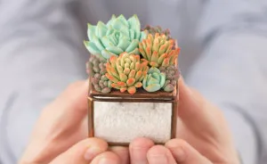 Polymer Clay And My Succulent Mania