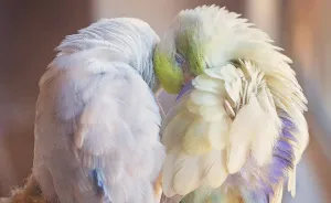 I Document A Storybook Love Between My Pastel Parrotlets, And The Result Will Melt Your Heart