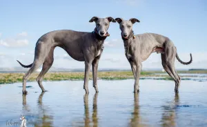 From Homeless To Professional Photographer, Inspired By Nature & Dogs