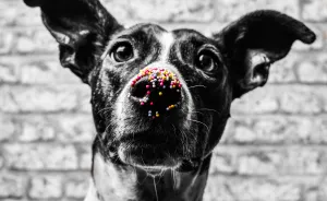 Rescue Dogs Turned Into Models