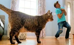 Cat Owner Fakes His Death To See How His Kitty Would React, Doesn't Expect Reaction Like This