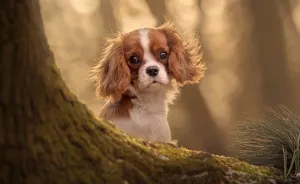 Photographing Naughty Dogs