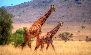 I Am Truly Amazed With Wild Animals In Kenya!