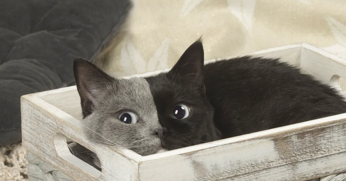 Este curioso gatito nacido con "dos caras" ha crecido hasta convertirse en un gato precioso