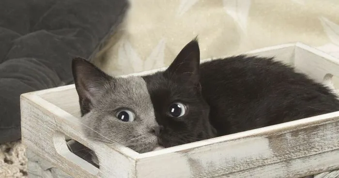 Rare Kitten Born With 'Two Faces' Grows Up Into The Most Beautiful Cat Ever