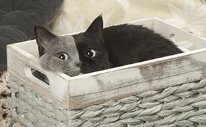 Rare Kitten Born With 'Two Faces' Grows Up Into The Most Beautiful Cat Ever