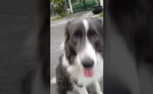 I Put A Treat On My Dog's Tongue & He Didn't Notice