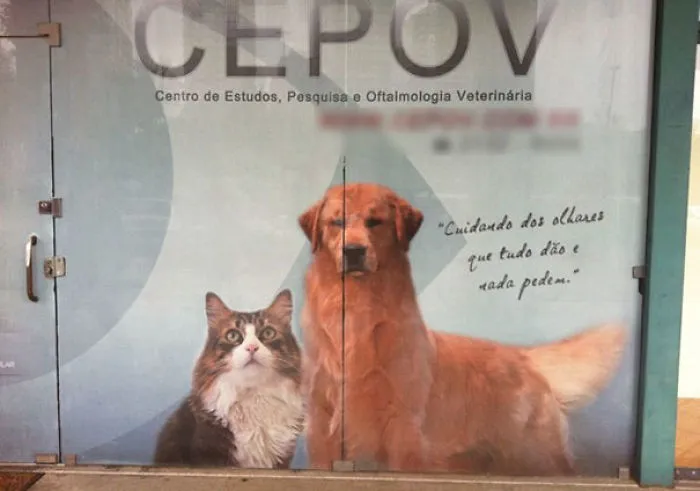 Cruce de retriever y llama