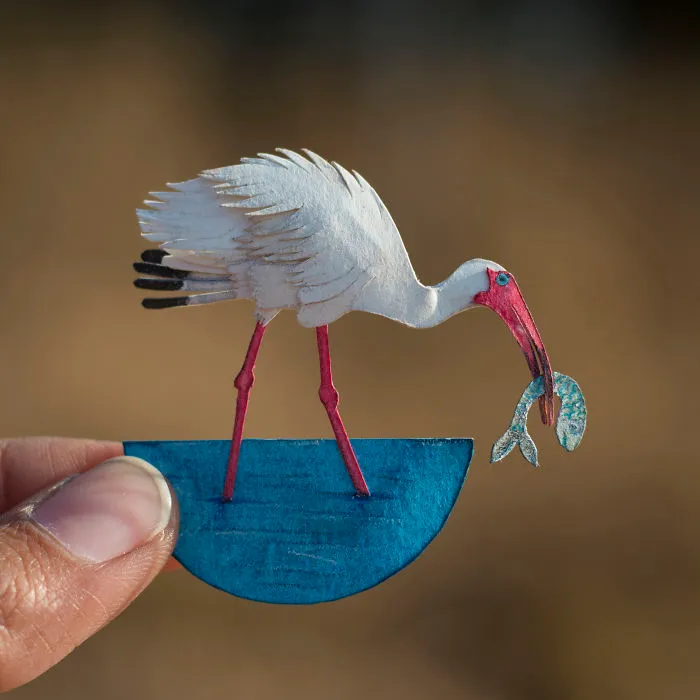 American White Ibis