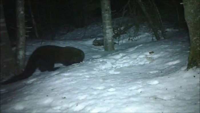 Many Animals Visitors To My Trail Camera!