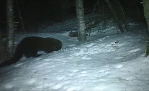 Many Animals Visitors To My Trail Camera!