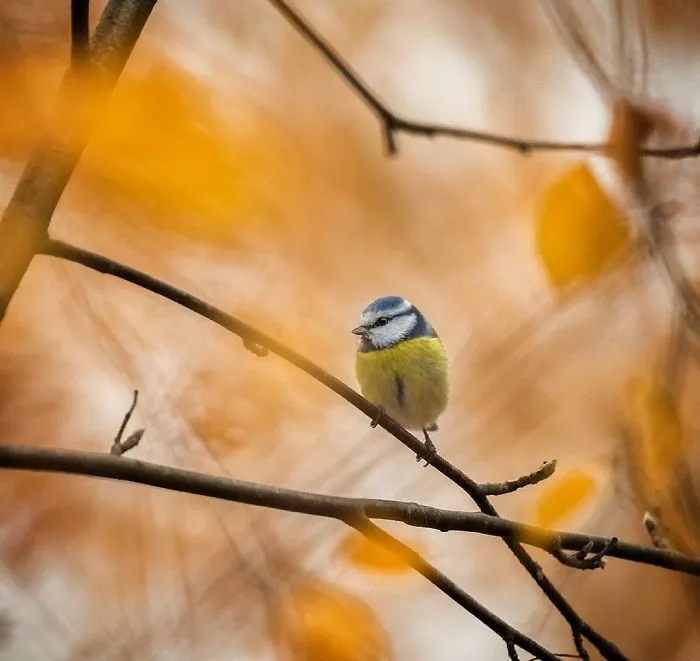 Finnish Photographer Shoots Real Life Angry Birds, And We Can't Finish Looking At Them