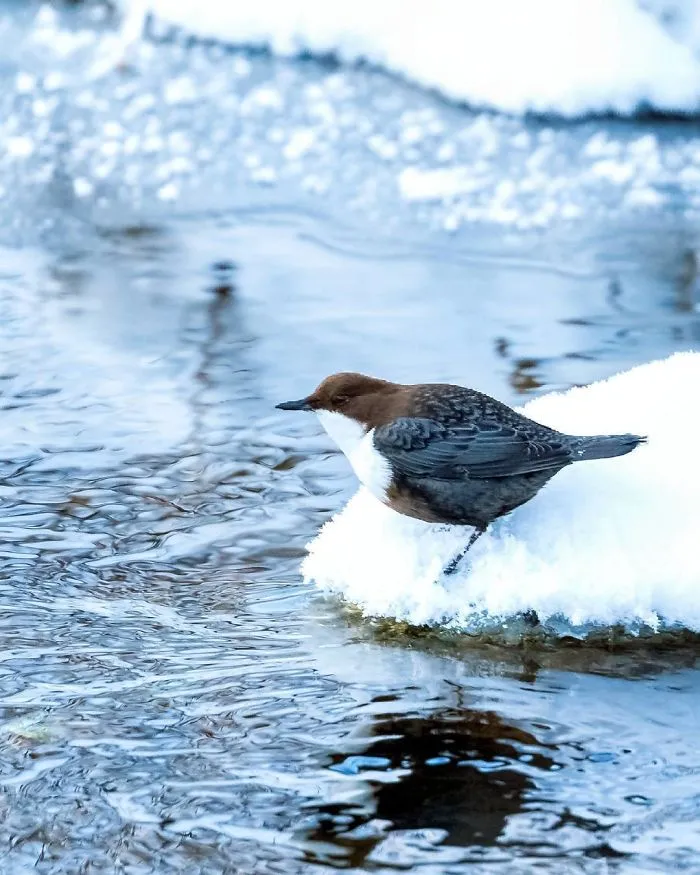 Finnish Photographer Shoots Real Life Angry Birds, And We Can't Finish Looking At Them