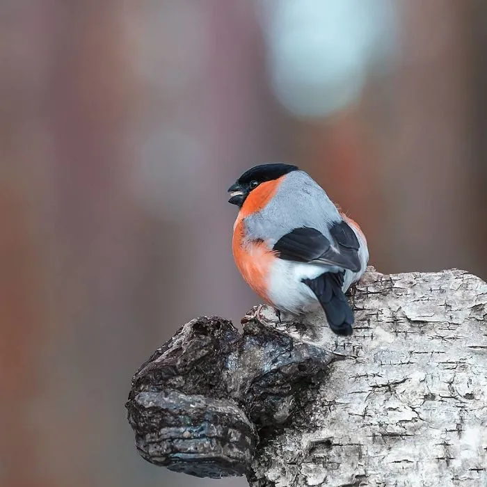 Finnish Photographer Shoots Real Life Angry Birds, And We Can't Finish Looking At Them
