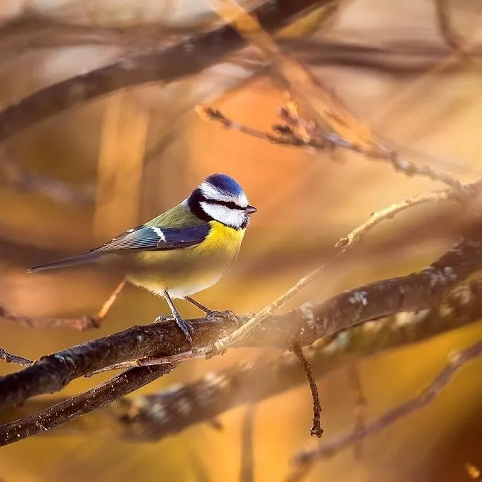Finnish Photographer Shoots Real Life Angry Birds, And We Can't Finish Looking At Them