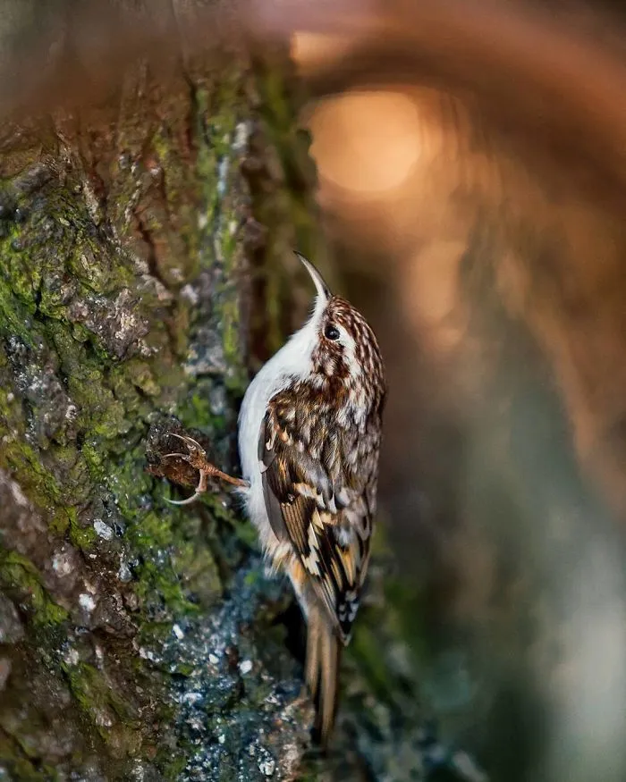 Finnish Photographer Shoots Real Life Angry Birds, And We Can't Finish Looking At Them