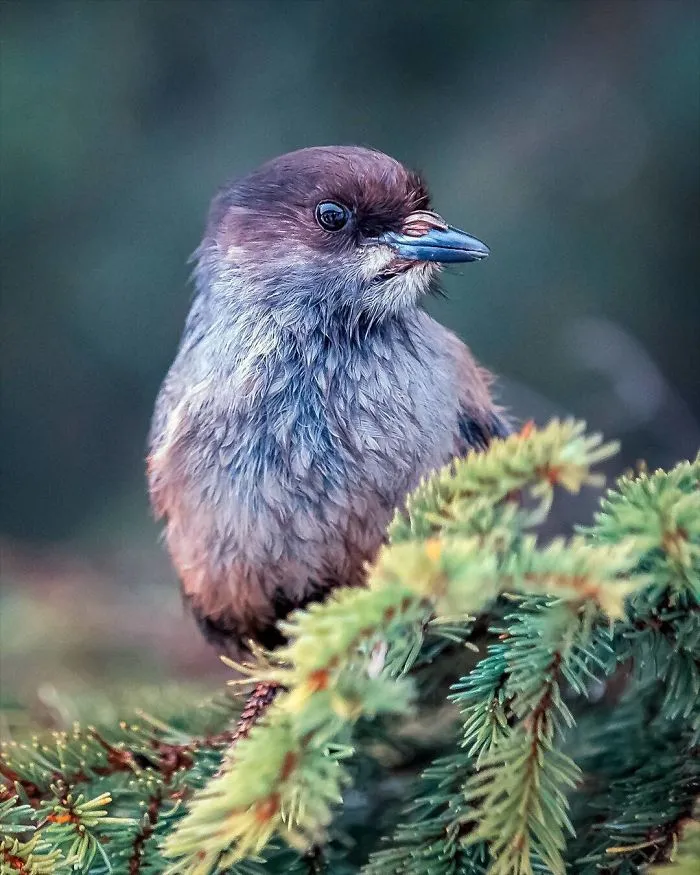 Finnish Photographer Shoots Real Life Angry Birds, And We Can't Finish Looking At Them