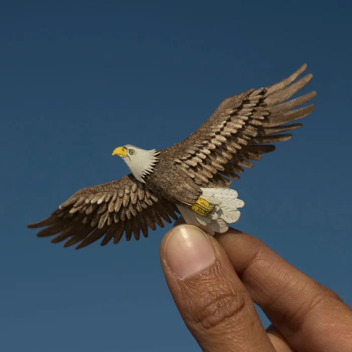 Bald Eagle