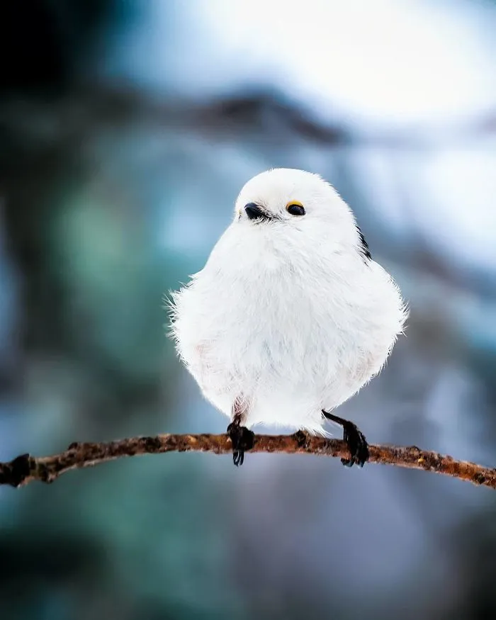Finnish Photographer Shoots Real Life Angry Birds, And We Can't Finish Looking At Them
