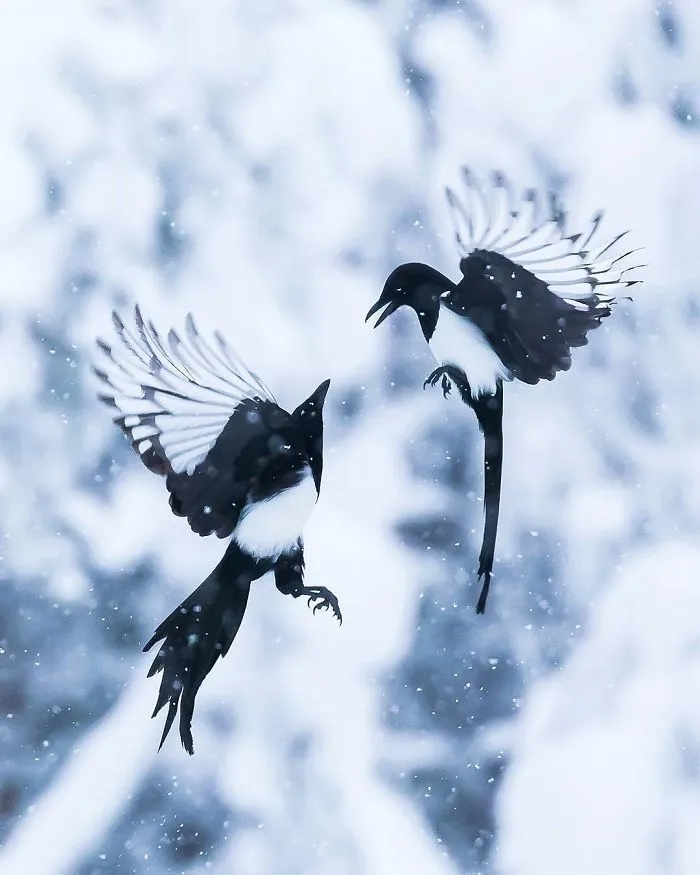 Finnish Photographer Shoots Real Life Angry Birds, And We Can't Finish Looking At Them