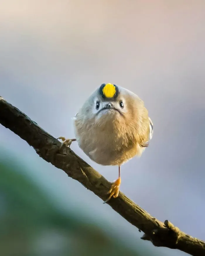 Finnish Photographer Shoots Real Life Angry Birds, And We Can't Finish Looking At Them