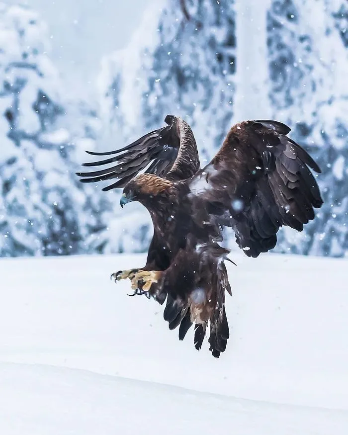 Finnish Photographer Shoots Real Life Angry Birds, And We Can't Finish Looking At Them
