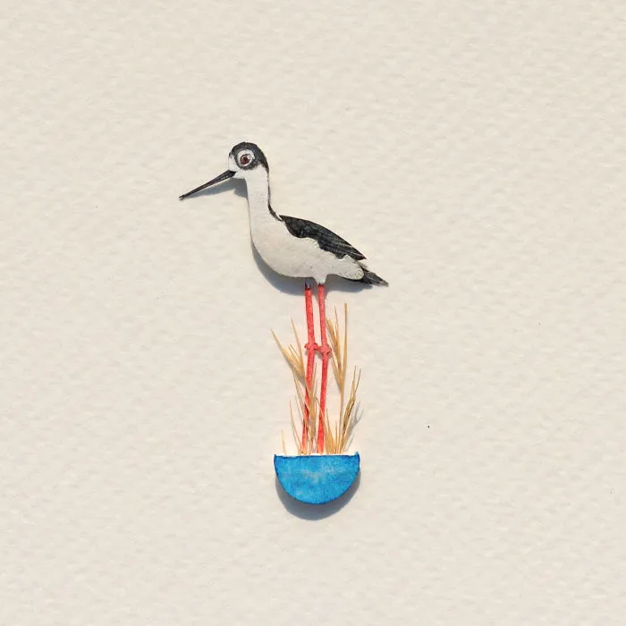 Black-Necked Stilt