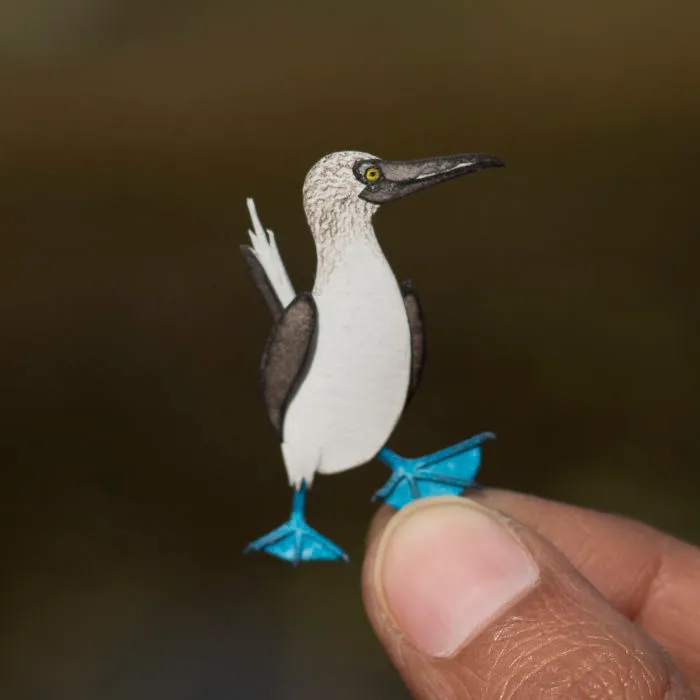Blue-Footed Booby