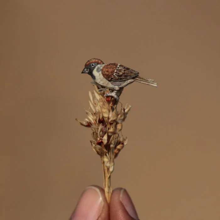 House Sparrow