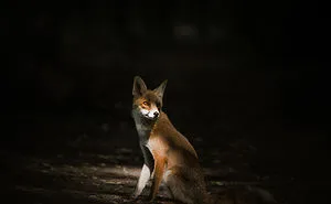 Fox - Amazing Creature