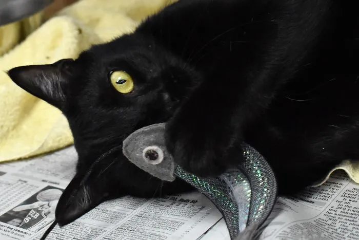 One Of The Rescue Cats I Photographed Yesterday