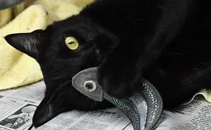One Of The Rescue Cats I Photographed Yesterday