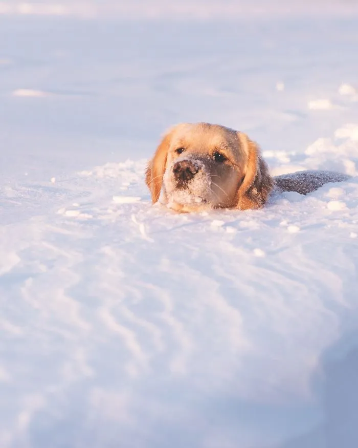 Winter Struggles