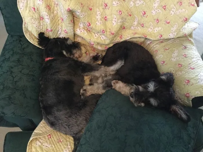 🐾 💤  Mummy Thinks 🤔 We Don’t Know That She Wants To Bath 🛀 Us Ha,ha,ha, 🤭 But We Are Going Too Sleep 😴all Day.... We Both Know She Won’t Wake Us Up Lol 😝