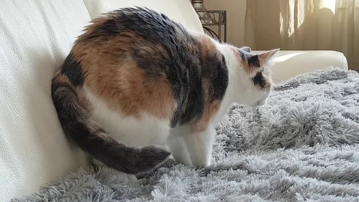Cat Makes Buns With All 4 Feet!