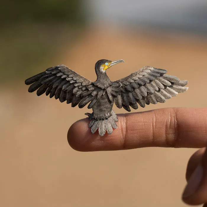 Great Cormorant