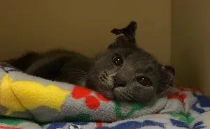 Cat Is Recovering, Learning How To Love People After Being Tortured By Animal Abuser
