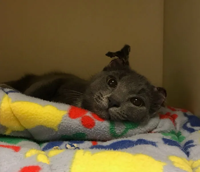 Cat Is Recovering, Learning How To Love People After Being Tortured By Animal Abuser