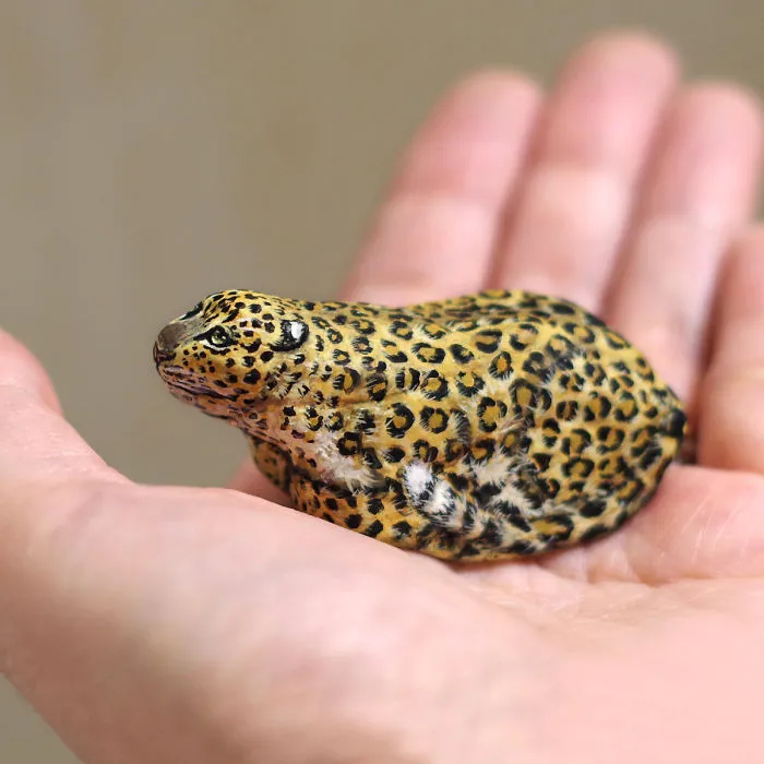 Leopard