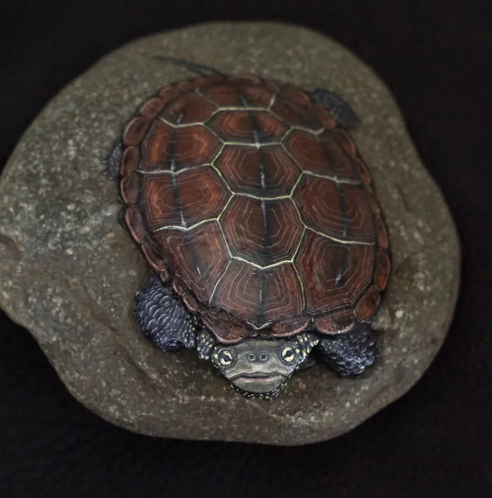 Chinese Pond Turtle