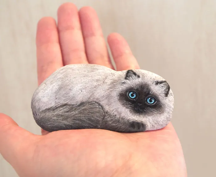 Gato himalayo
