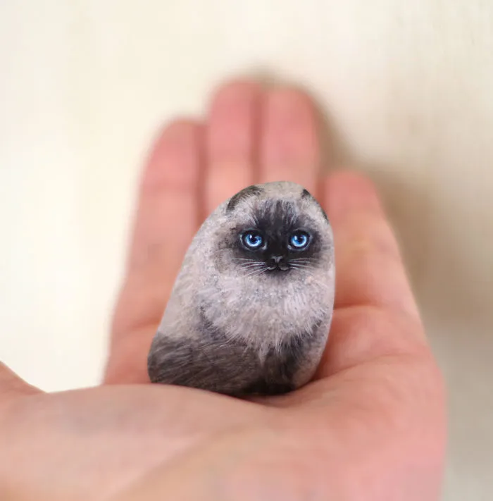 Himalayan Cat