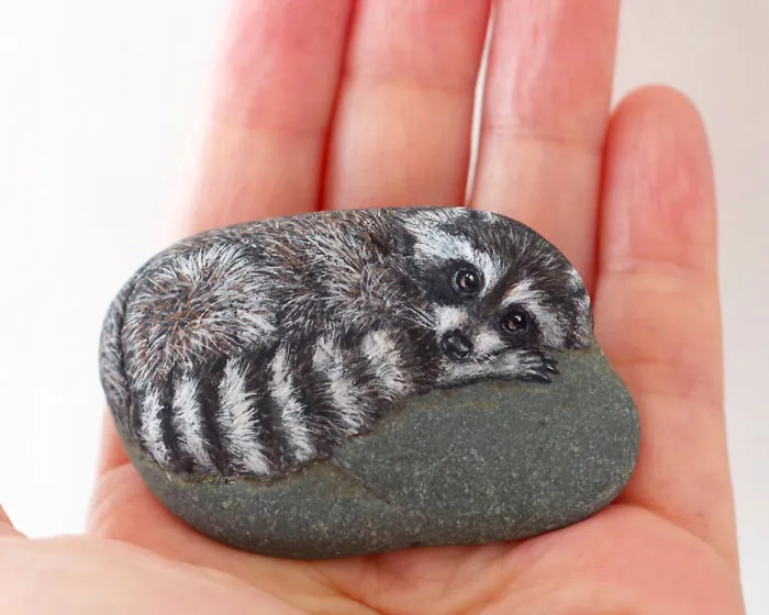 Mapache