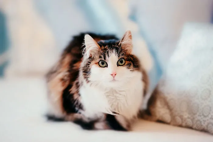 I Take Professional Photos For Abandoned Animals To Help Them Find A New Home